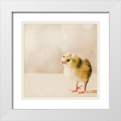 Baby Chicken 03 White Modern Wood Framed Art Print with Double Matting by LightBoxJournal