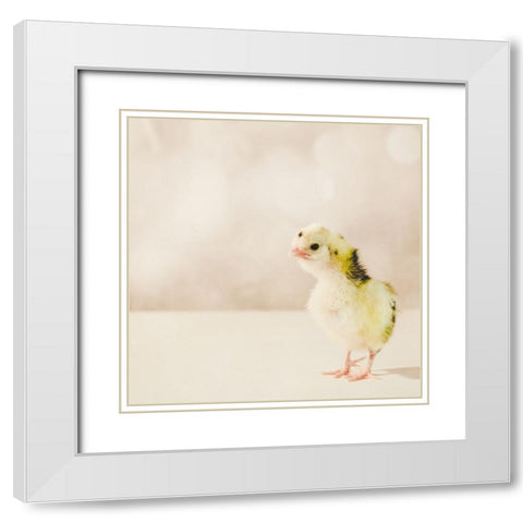 Baby Chicken 04 White Modern Wood Framed Art Print with Double Matting by LightBoxJournal