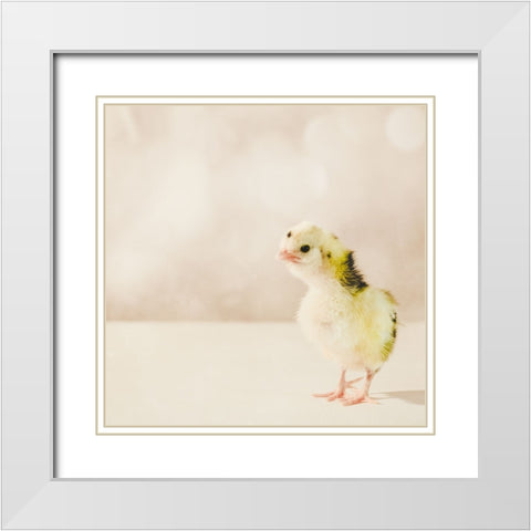 Baby Chicken 04 White Modern Wood Framed Art Print with Double Matting by LightBoxJournal