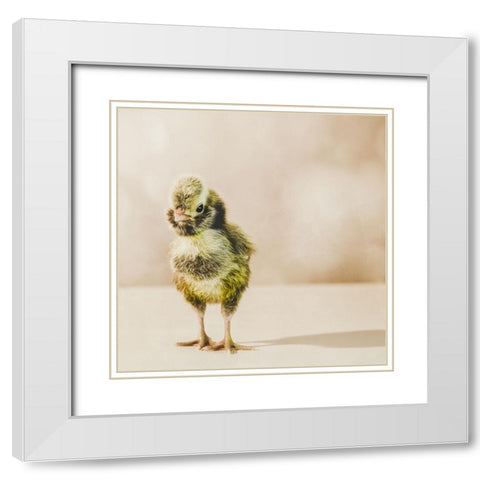 Baby Chicken 05 White Modern Wood Framed Art Print with Double Matting by LightBoxJournal