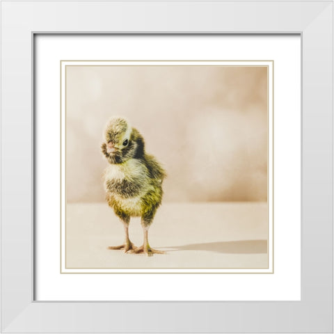 Baby Chicken 05 White Modern Wood Framed Art Print with Double Matting by LightBoxJournal