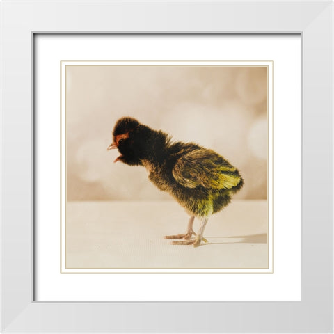 Baby Chicken 06 White Modern Wood Framed Art Print with Double Matting by LightBoxJournal