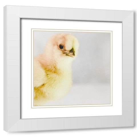 Spring Chick 01 White Modern Wood Framed Art Print with Double Matting by LightBoxJournal