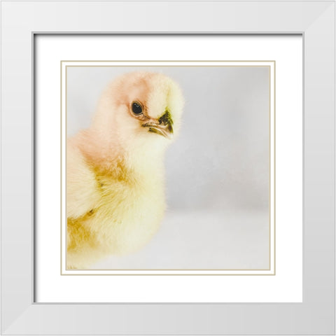 Spring Chick 01 White Modern Wood Framed Art Print with Double Matting by LightBoxJournal