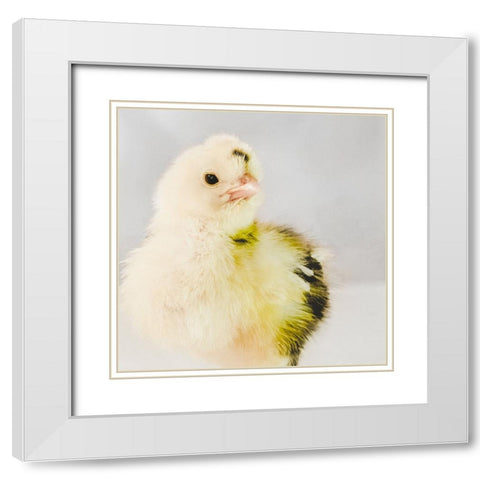 Spring Chick 03 White Modern Wood Framed Art Print with Double Matting by LightBoxJournal