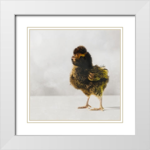Spring Chick 05 White Modern Wood Framed Art Print with Double Matting by LightBoxJournal