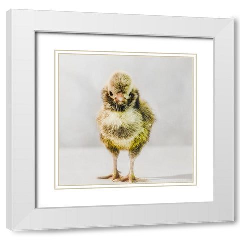 Spring Chick 06 White Modern Wood Framed Art Print with Double Matting by LightBoxJournal