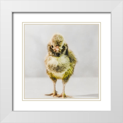 Spring Chick 06 White Modern Wood Framed Art Print with Double Matting by LightBoxJournal