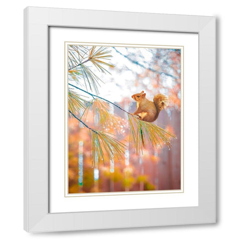 Squirrel Bokeh White Modern Wood Framed Art Print with Double Matting by Love Grams
