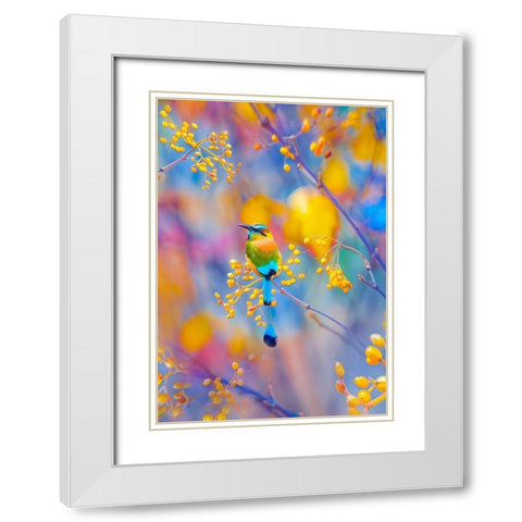 Rainbow Motmot White Modern Wood Framed Art Print with Double Matting by Love Grams