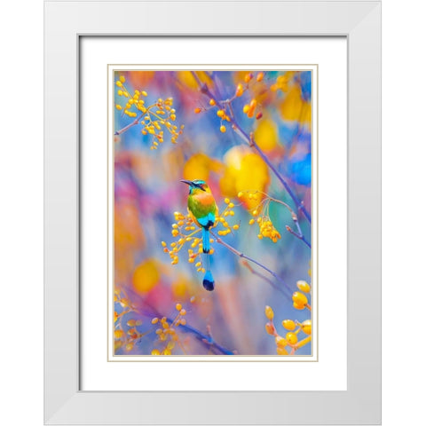 Rainbow Motmot White Modern Wood Framed Art Print with Double Matting by Love Grams