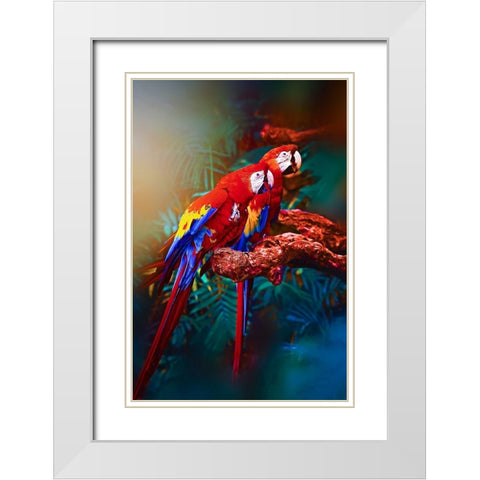Soulmate Macaws White Modern Wood Framed Art Print with Double Matting by Love Grams