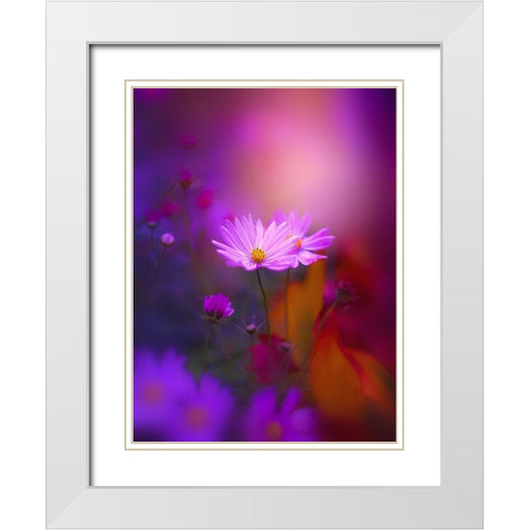 Cosmos in Purple White Modern Wood Framed Art Print with Double Matting by Love Grams