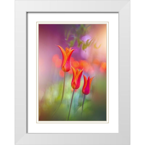 Tulip Rainbows White Modern Wood Framed Art Print with Double Matting by Love Grams