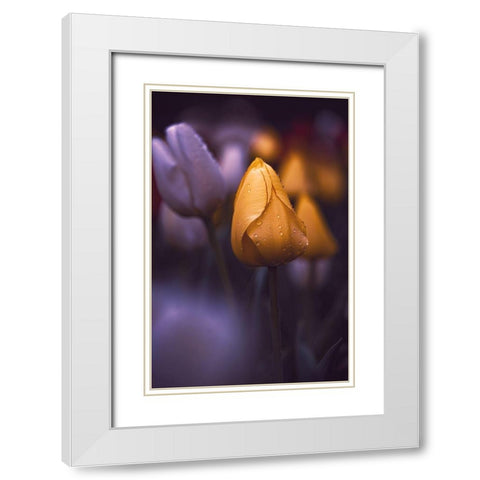 Tulips at Dusk White Modern Wood Framed Art Print with Double Matting by Love Grams