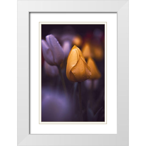 Tulips at Dusk White Modern Wood Framed Art Print with Double Matting by Love Grams
