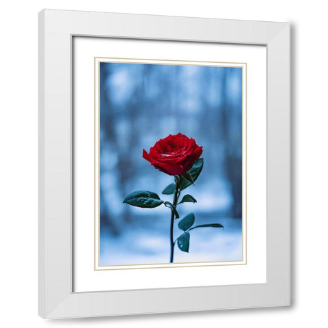 Winter Rose White Modern Wood Framed Art Print with Double Matting by Love Grams