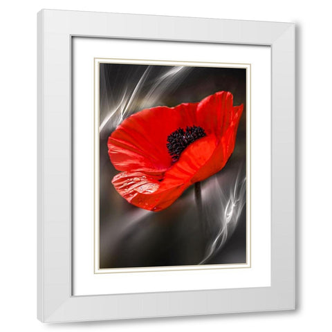 Black and White Poppy White Modern Wood Framed Art Print with Double Matting by Love Grams