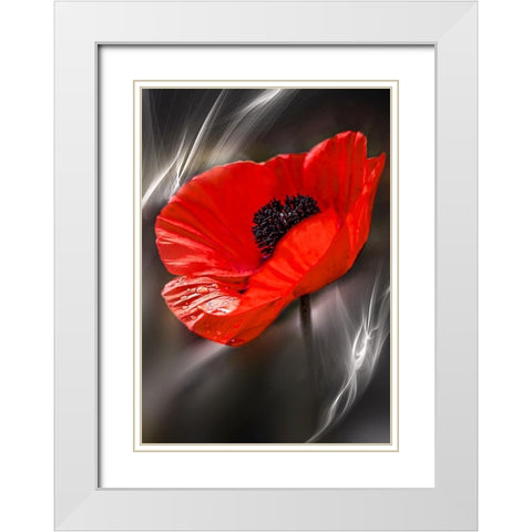 Black and White Poppy White Modern Wood Framed Art Print with Double Matting by Love Grams