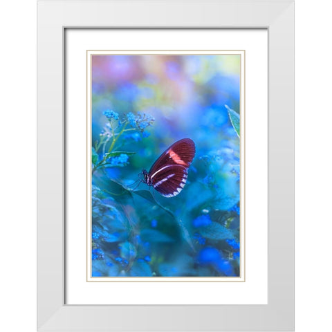 Forget Me Not White Modern Wood Framed Art Print with Double Matting by Love Grams