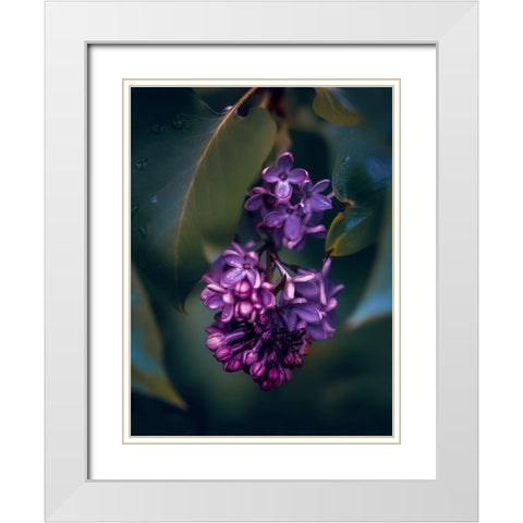 Lilacs at Dusk White Modern Wood Framed Art Print with Double Matting by Love Grams
