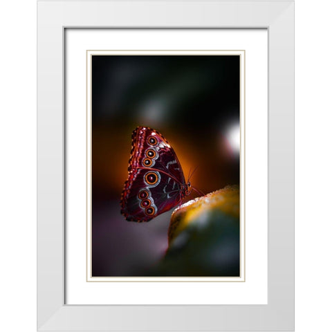 Owl Wings White Modern Wood Framed Art Print with Double Matting by Love Grams