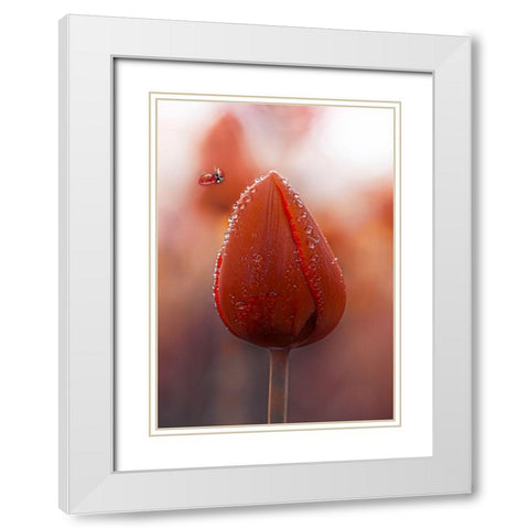 Tulips at Dawn White Modern Wood Framed Art Print with Double Matting by Love Grams