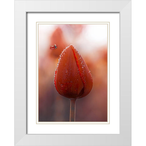 Tulips at Dawn White Modern Wood Framed Art Print with Double Matting by Love Grams