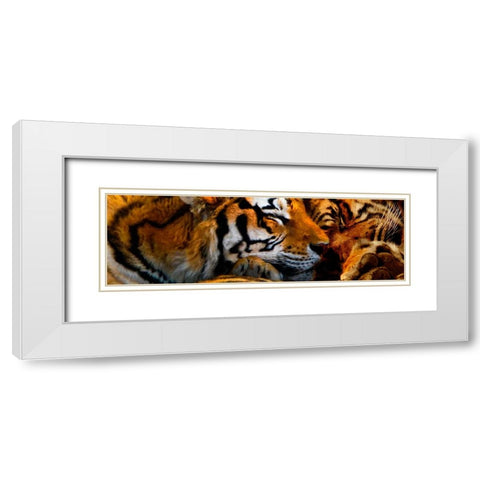 Tigers Sleep White Modern Wood Framed Art Print with Double Matting by Murray Henderson Fine Art