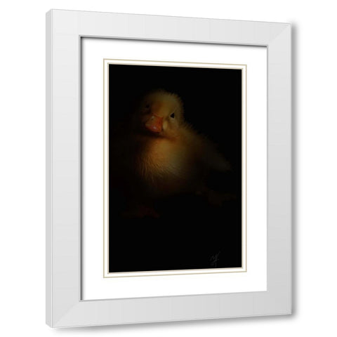 Duckling White Modern Wood Framed Art Print with Double Matting by Murray Henderson Fine Art