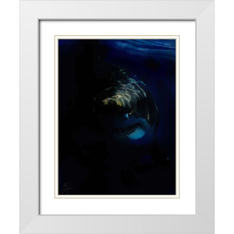 Shark Shadows (1) White Modern Wood Framed Art Print with Double Matting by Murray Henderson Fine Art