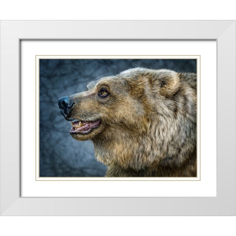 Bear Wonder White Modern Wood Framed Art Print with Double Matting by LaMontagne, Patrick