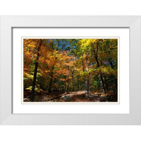 Autumn Clearing White Modern Wood Framed Art Print with Double Matting by Goldwitz, Robert