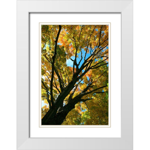 Autumn Maple Vertical White Modern Wood Framed Art Print with Double Matting by Goldwitz, Robert