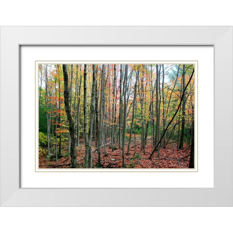 Grey Tree Stand Autumn White Modern Wood Framed Art Print with Double Matting by Goldwitz, Robert