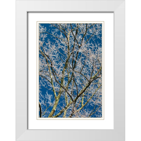 Ice Storm Branches White Modern Wood Framed Art Print with Double Matting by Goldwitz, Robert