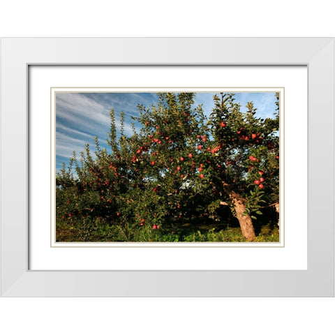 Apple Orchard Streaked Sky White Modern Wood Framed Art Print with Double Matting by Goldwitz, Robert