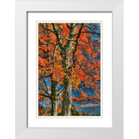 Grandparent Trees White Modern Wood Framed Art Print with Double Matting by Goldwitz, Robert