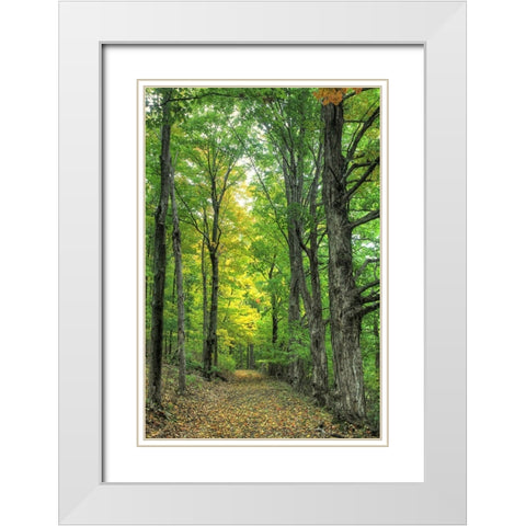 Deep Woods Vertical White Modern Wood Framed Art Print with Double Matting by Goldwitz, Robert