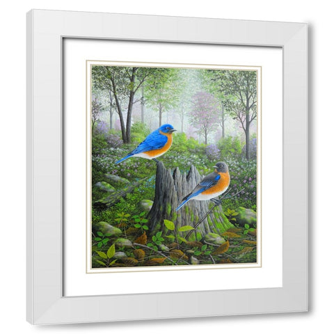 Spring Bluebirds White Modern Wood Framed Art Print with Double Matting by Wavra, Robert