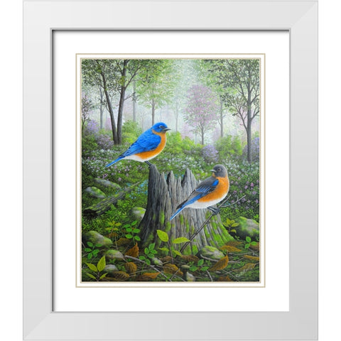 Spring Bluebirds White Modern Wood Framed Art Print with Double Matting by Wavra, Robert