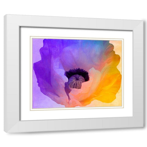 Poppy Gradient III White Modern Wood Framed Art Print with Double Matting by Sasha