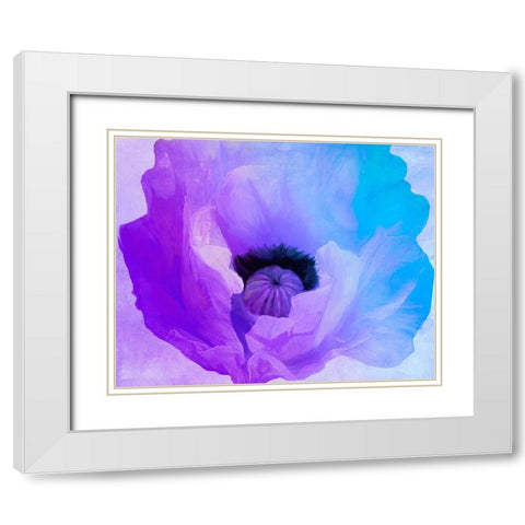 Poppy Gradient IV White Modern Wood Framed Art Print with Double Matting by Sasha