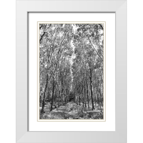 Through The Trees White Modern Wood Framed Art Print with Double Matting by Susan Vizvary Photography