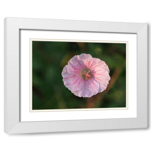 Geranium Sanguineum White Modern Wood Framed Art Print with Double Matting by Bonin, Suzanne