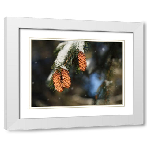 Cocottes White Modern Wood Framed Art Print with Double Matting by Bonin, Suzanne