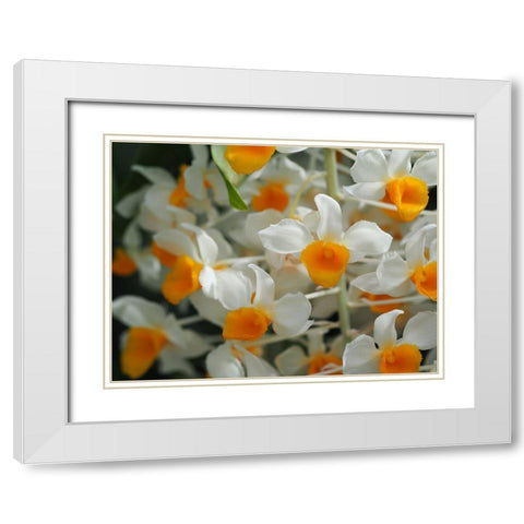 Dendrobium Thyrsiflorum White Modern Wood Framed Art Print with Double Matting by Bonin, Suzanne