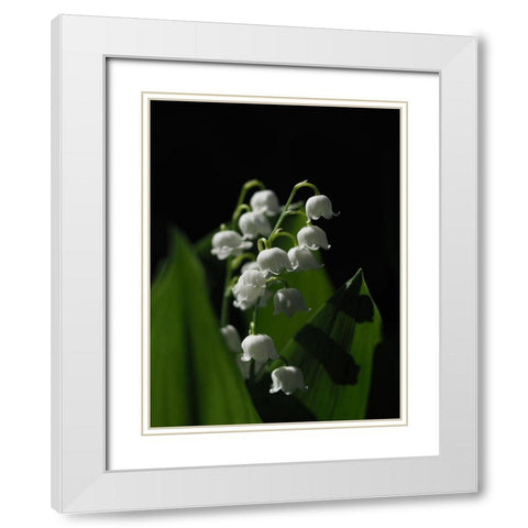 Lily Of The Valley White Modern Wood Framed Art Print with Double Matting by Bonin, Suzanne