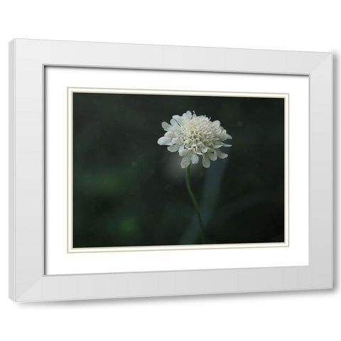 Pincushion White Modern Wood Framed Art Print with Double Matting by Bonin, Suzanne