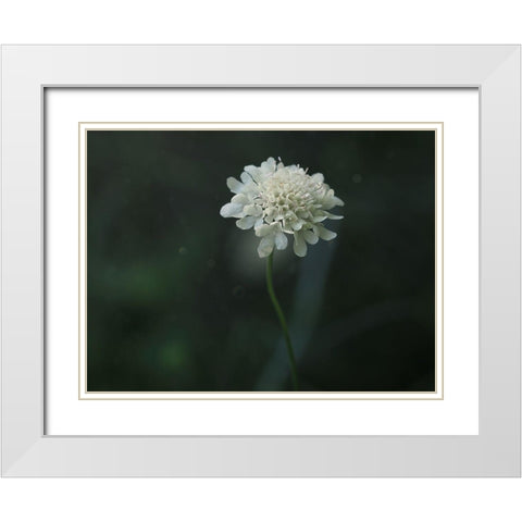 Pincushion White Modern Wood Framed Art Print with Double Matting by Bonin, Suzanne